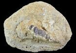 Pycnodus Crushing Mouthplate - Cretaceous Fish #64603-1